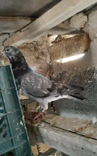 نر سرور