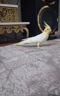 عروس هلندی ماده