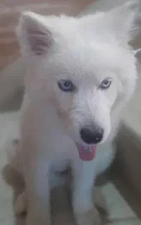 سگ هاسکی توله