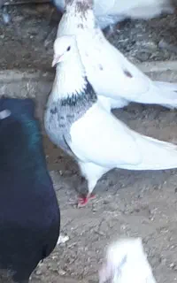 کبوتر طوقی الماسی هفت رنگ ابهر