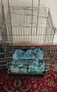 قفس پرنده و عروس هلندی