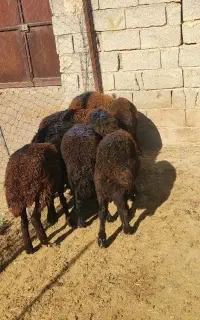بره ماده شیشک قزل افشار