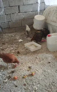 مرغ ونیم چه مرغ و خروس