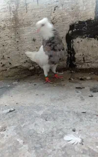 گم شده