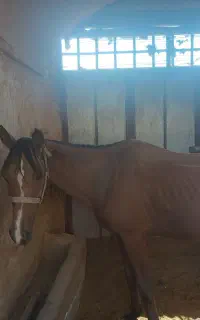 اسب عرب مادیون