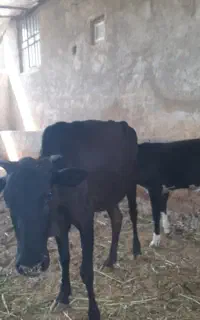 گاو وگوساله