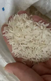 برنج فجر سوزنی گلستان کشت امسال