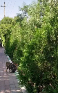 دست گربه