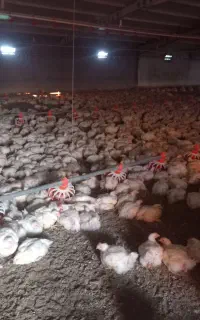 کود مرغی سالنونی رو به نرخ روز ودرجه یک