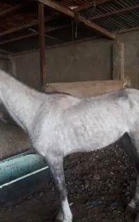 دو راس اسب نریان کلاسی ارام.