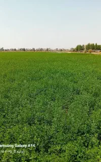 دونفر کارگر آبیاری بارانی ویک نفرراننده تراکتور