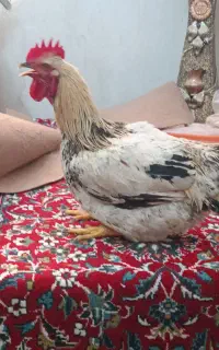 خروس جهت سر بریدن