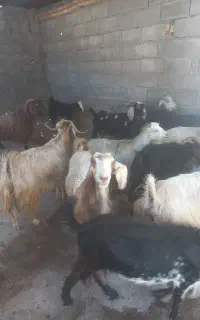 بز درجه ۱ باب دولمنی