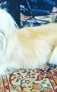حیوان خانگی