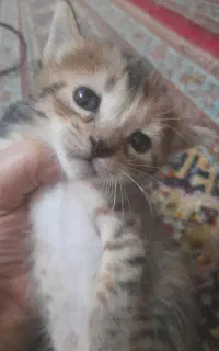 میکس پرشین وکالیکو