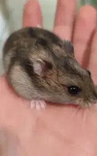 همستر کمپل مینیاتوری