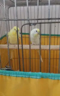 یک جفت مرغ عشق