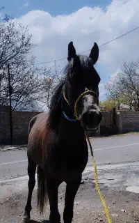 اسب باری سواری