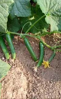 خیار سبز بوته ای خیارشوری