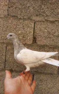 کبوتر بحرینی نر چشم سیاه