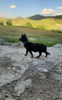 سگ پاکوتاه ماده