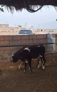 گوساله دورگ یک راس نر یک راس،ماده