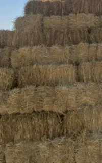کلش جو