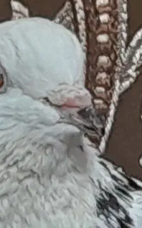 پرند