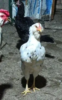 مرغ گلین
