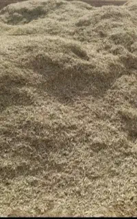 کاه لوبیا