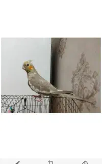 عروس هلندی ماده 6ماهه دستی دستی