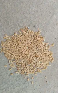 گندم ازر2کیلو55درچرداول