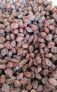 مویز و کشمش بش آفتابی گوشتی