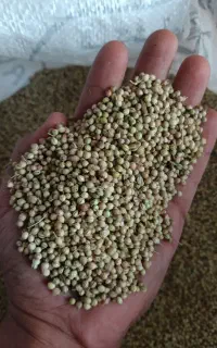 خریدار گشنیز نقد