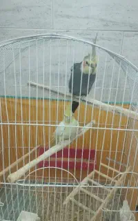 فروش عروس هلندی نروماده