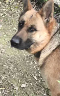 سگ ماده ژرمن جهت واگذاری