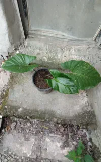 باباآدم ۳۵هزارتومان