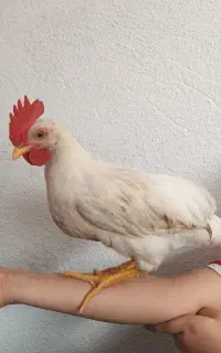 خروس ۵ ماهه
