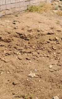 کود حیوانی گوسفندی