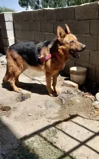 سگ ژرمن  ماده
