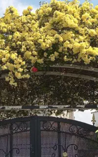 کاشت واجرای فضای سبز هرس