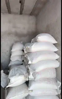 گندم بوجاری شده بذر جهت کاشت در حدود یک تن