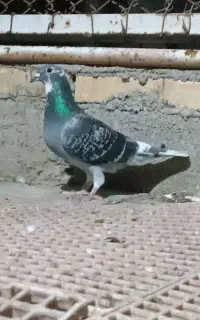 کبوتر