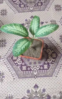 گل طبیعی