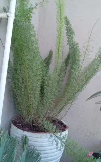گل دم روباهی