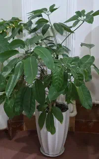 گل کنار سالنی بسیار بزرگ