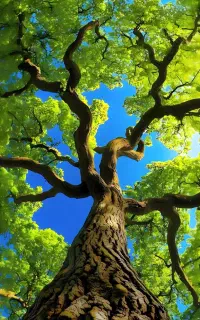 کارگر لازم دارم برای باغ