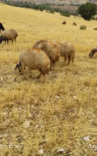 45راس میش داشتی