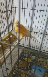 قناری نر