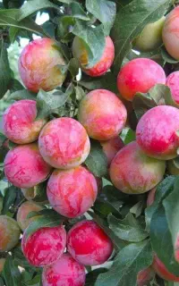 سیب چینی و محصولات کشاورزی